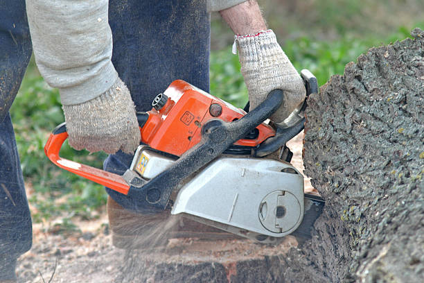 Trusted Sun City West, AZ Tree Care Experts