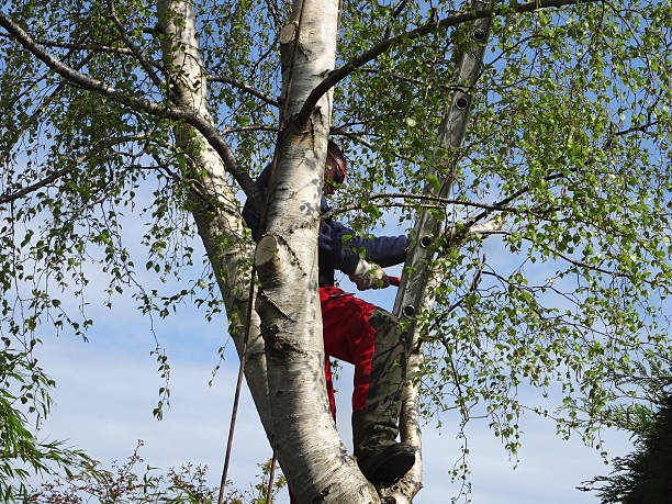 Best Lawn Pest Prevention  in Sun City West, AZ