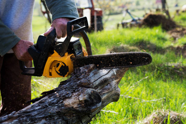 Leaf Removal in Sun City West, AZ